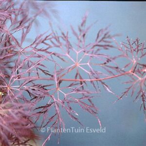 Acer palmatum 'Rilas Red'
