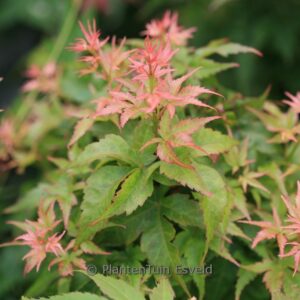 Acer palmatum 'Ryu-to'