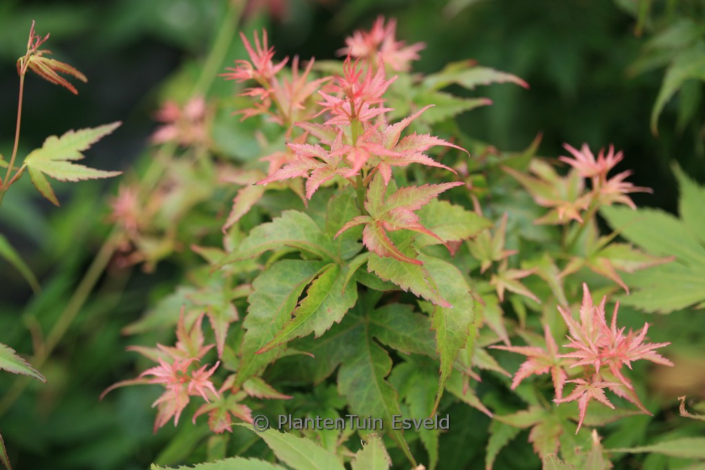 Acer palmatum 'Ryu-to'