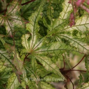 Acer palmatum 'Sawa-chidori'