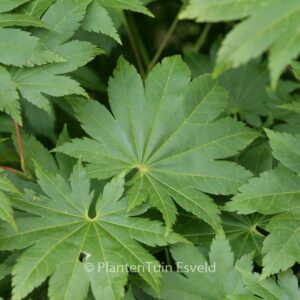 Acer shirasawanum 'Nikko'