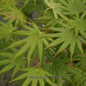 Acer shiraswanum 'Mr. Sun'