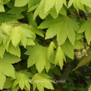 Acer sieboldianum 'Katsura-gisan'