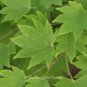 Acer sieboldianum 'Ogura-yama'