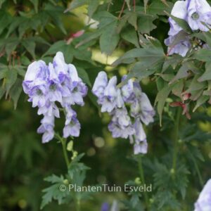 Aconitum carmichaelii 'Cloudy'