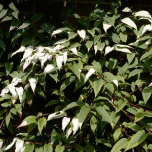 Actinidia pilosula