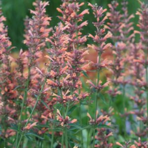 Agastache 'Kolibri'