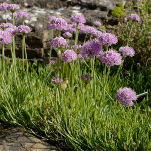 Allium senescens 'Glaucum'