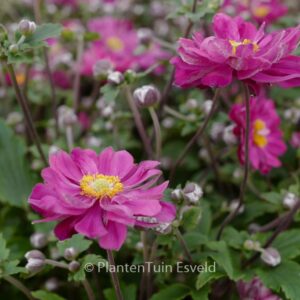 Anemone hybrida 'Bressingham Glow'