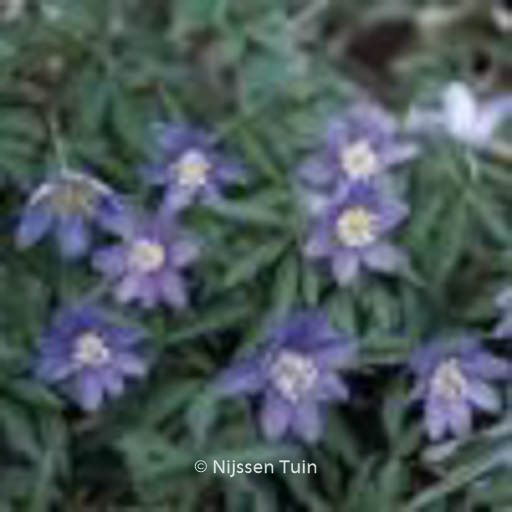 Anemone nemorosa 'Royal Blue'