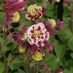 Aquilegia 'Winky Red and White'
