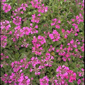 Arabis blepharophylla