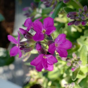 Arabis blepharophylla 'Rose Delight'
