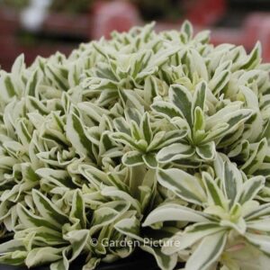 Arabis ferdinandi-coburgii 'Variegata'