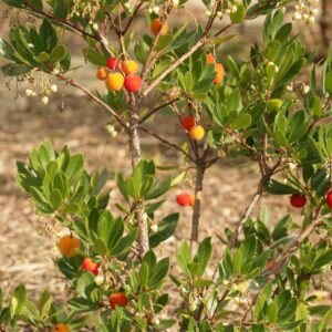 Arbutus unedo 'Compacta'