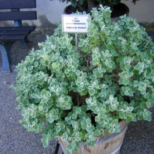 Ballota pseudodictamnus