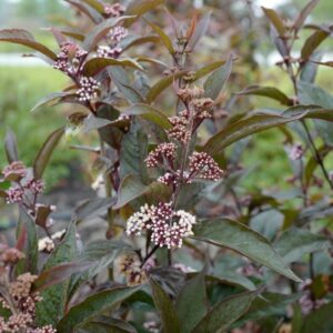 Callicarpa 'Pearl Glam'