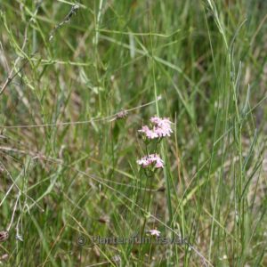 Centaurium erythraea
