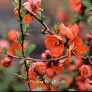 Chaenomeles superba 'Vermillon'