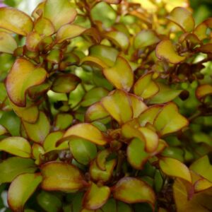 Coprosma 'Pina Colada'