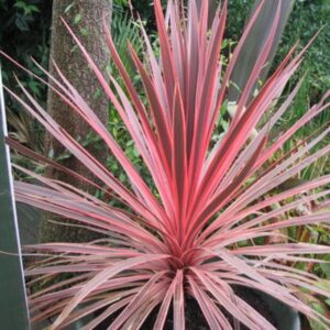 Cordyline australis 'Charlie Boy'