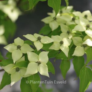 Cornus kousa 'Big Apple'
