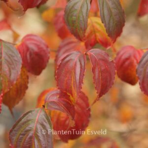 Cornus kousa 'Summer Stars'