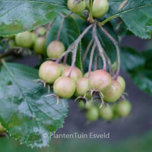 Crataegus crus-galli