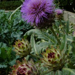 Cynara cardunculus