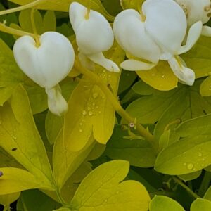 Dicentra spectabilis 'White Gold'