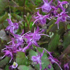 Epimedium grandiflorum 'Lilafee'