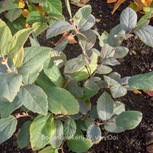 Fothergilla gardenii 'Blue Mist'