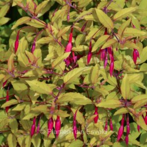 Fuchsia 'Genii'