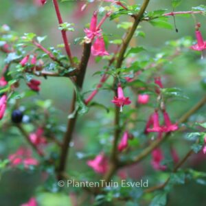 Fuchsia microphylla