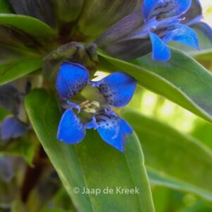 Gentiana cruciata