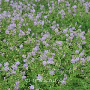 Geranium phaeum 'Walkuere'