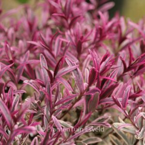 Hebe 'Burning Heart'