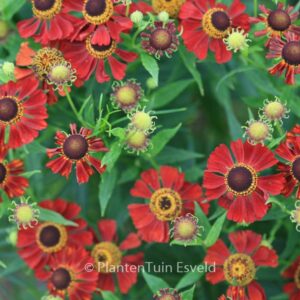 Helenium 'Rubinzwerg'