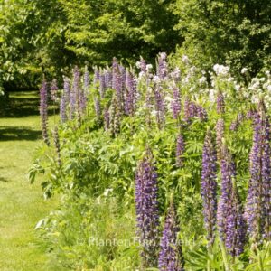 Lupinus 'Camelot Blue'