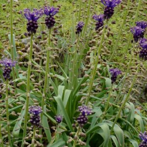 Muscari comosum