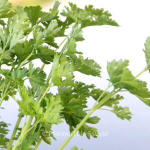 Petroselinum crispum 'Gigant d'Italia'