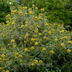 Phlomis fruticosa