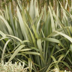 Phormium tenax