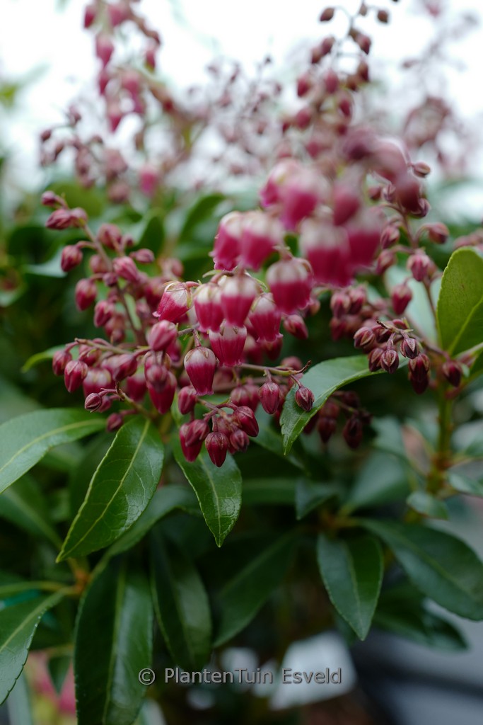 Pieris japonica 'Passion'