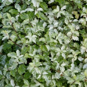 Pittosporum tenuifolium 'Irene Paterson'
