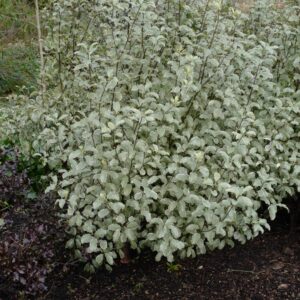 Pittosporum tenuifolium 'Silver Queen'
