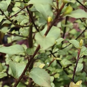 Pittosporum tenuifolium 'Silver Sheen'