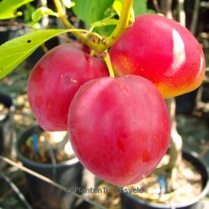 Prunus domestica 'Najdiena'