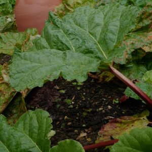 Rheum rhabarbarum 'Red Champagne'