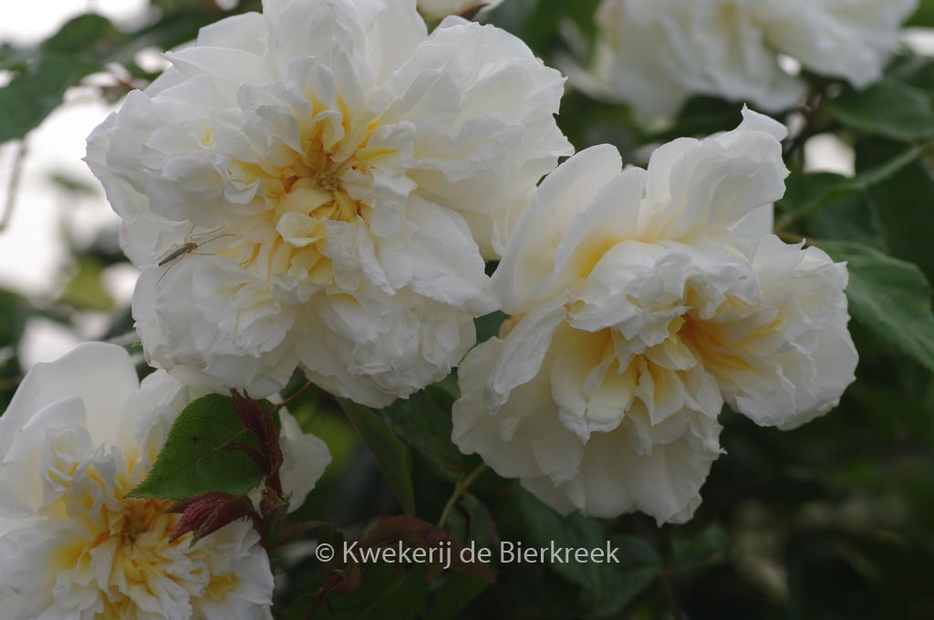 Rosa 'Alberic Barbier'